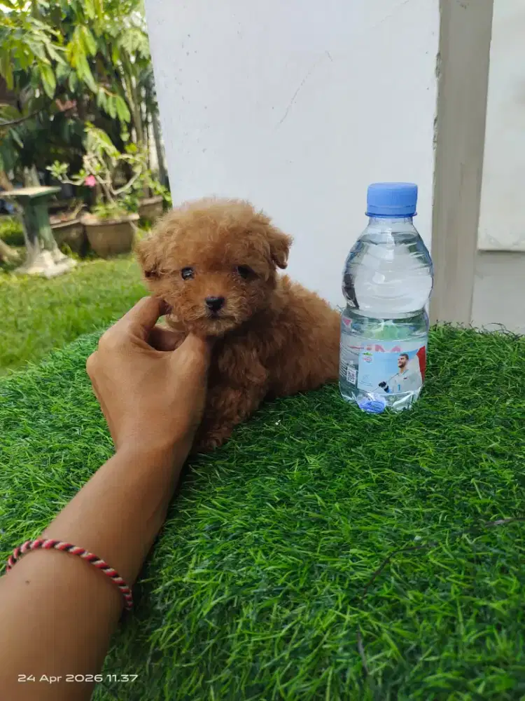 Tea Cup poodle jantan