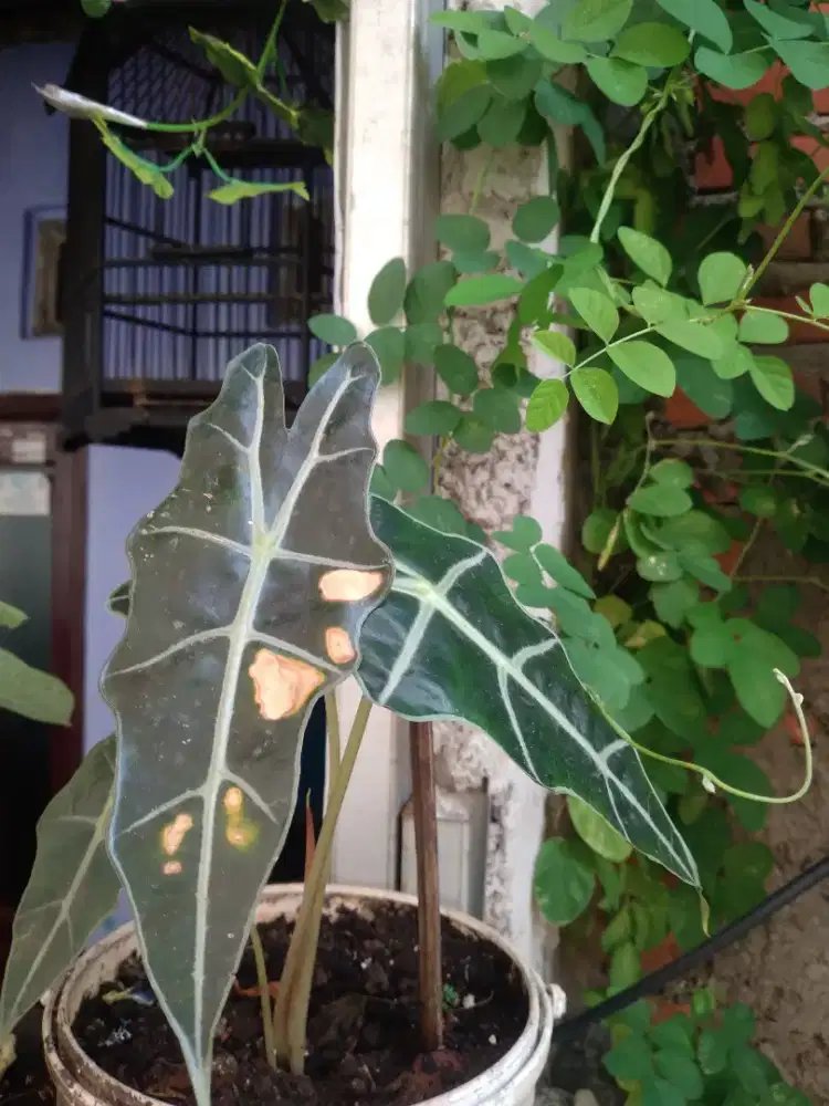 Alocasia amazonica - Keladi amazone
