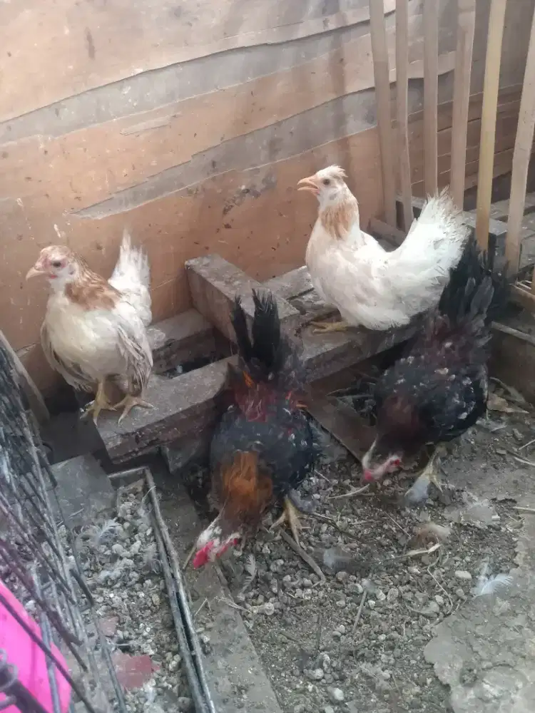 Ayam kate 2pasang