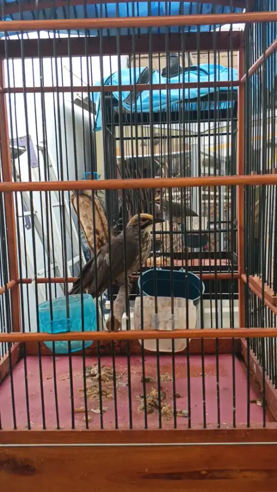 Cucak Rowo Mapan Gacoran