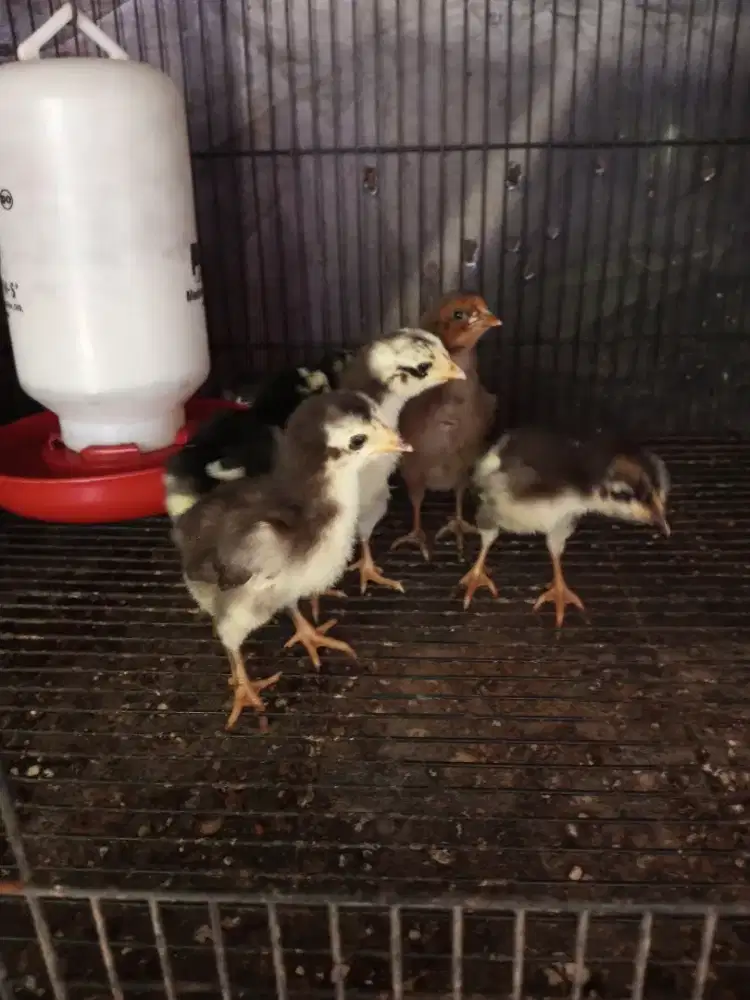 anakan ayam pakhoy cross mangon