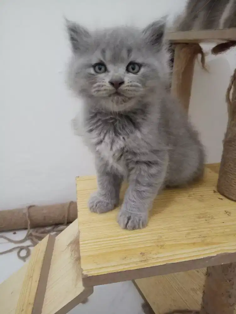 KITTEN PERSIA LONG HAIR
