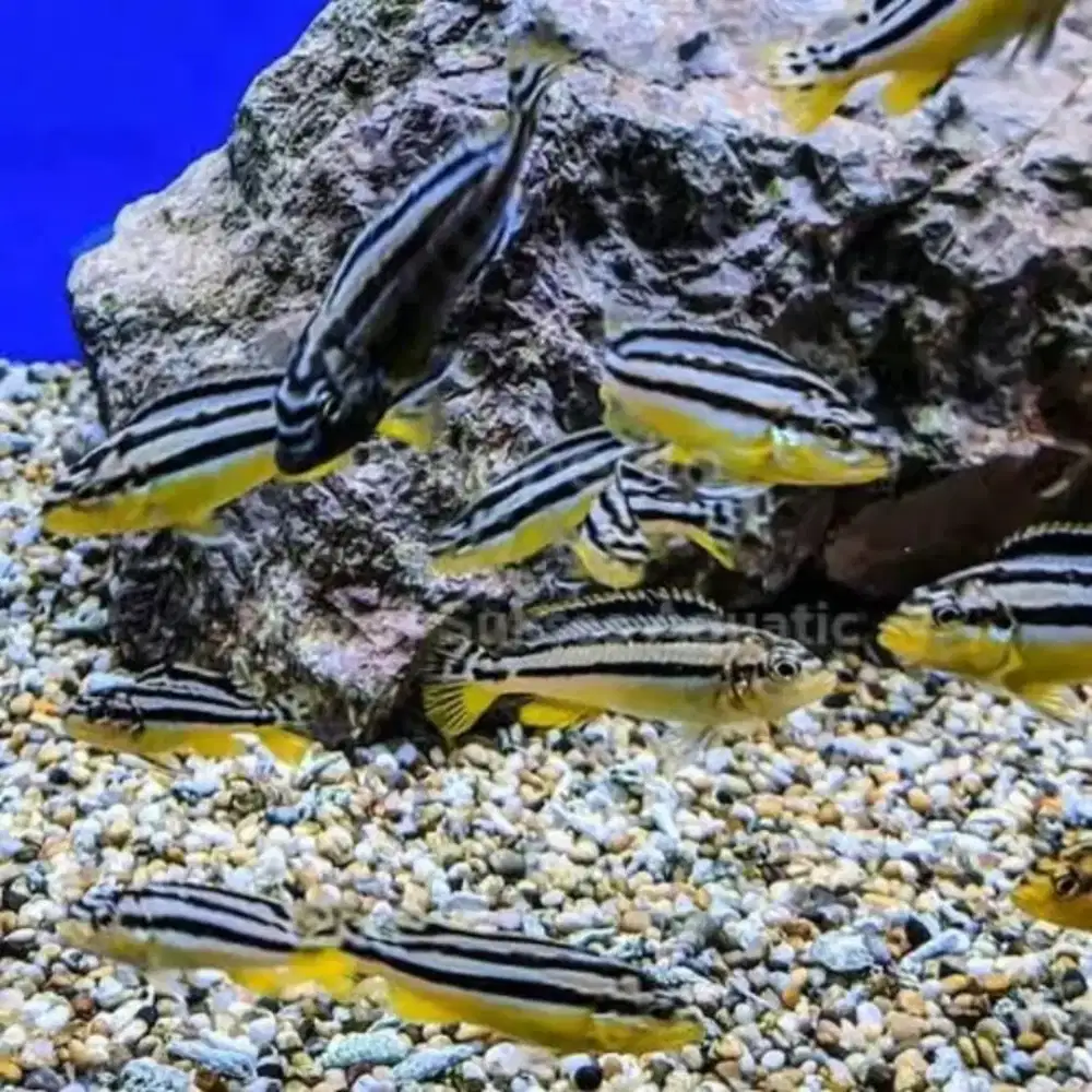 Ikan hias niasa, lemun, polar