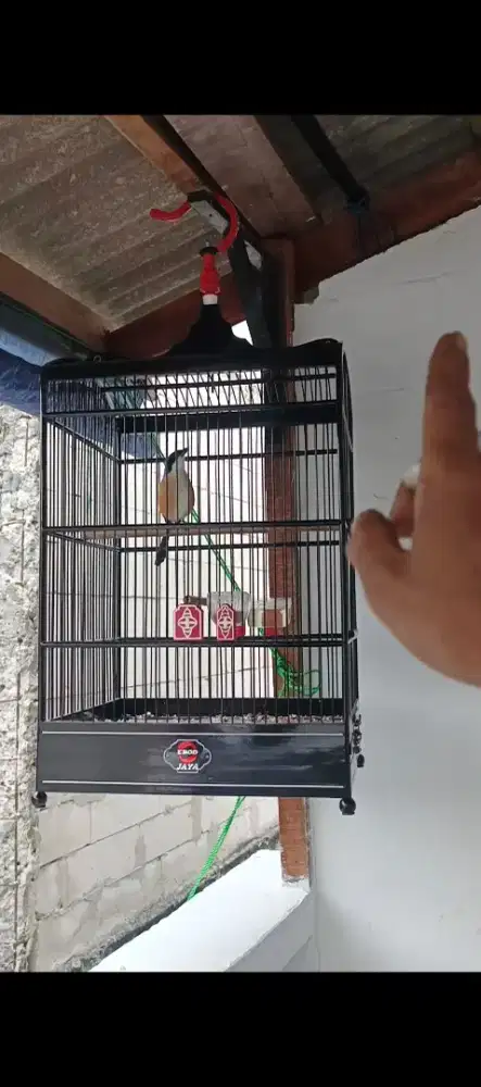 Pentet Jatim Rawatan GACORAN