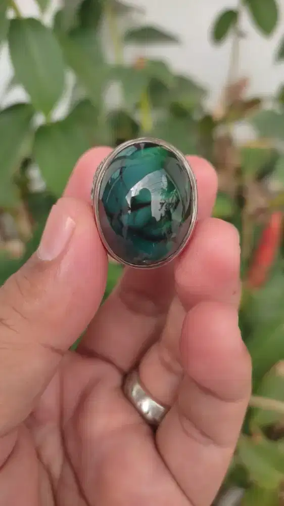 Bacan Kura Langka