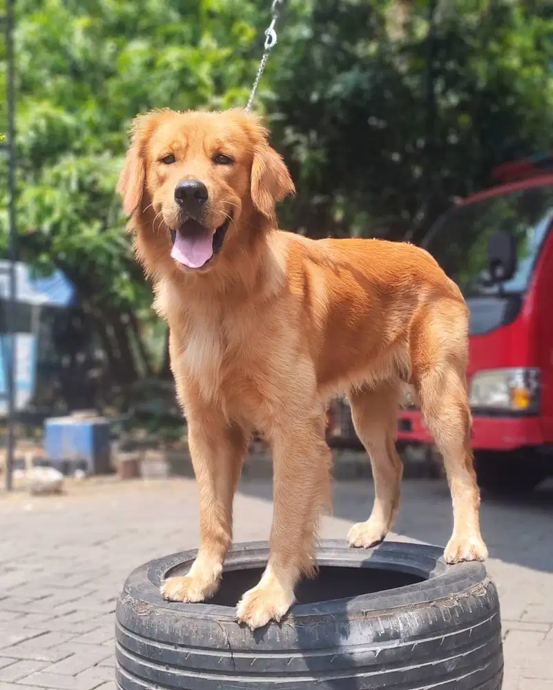 Dijual Anjing Golden Retriever Peranakan Import