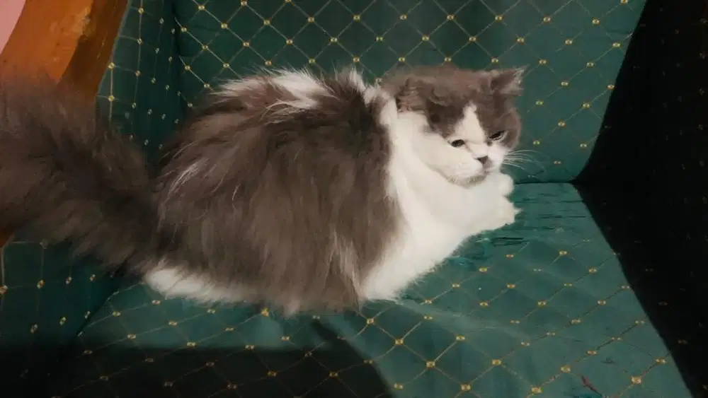 Lepas adopsi kucing persia betina