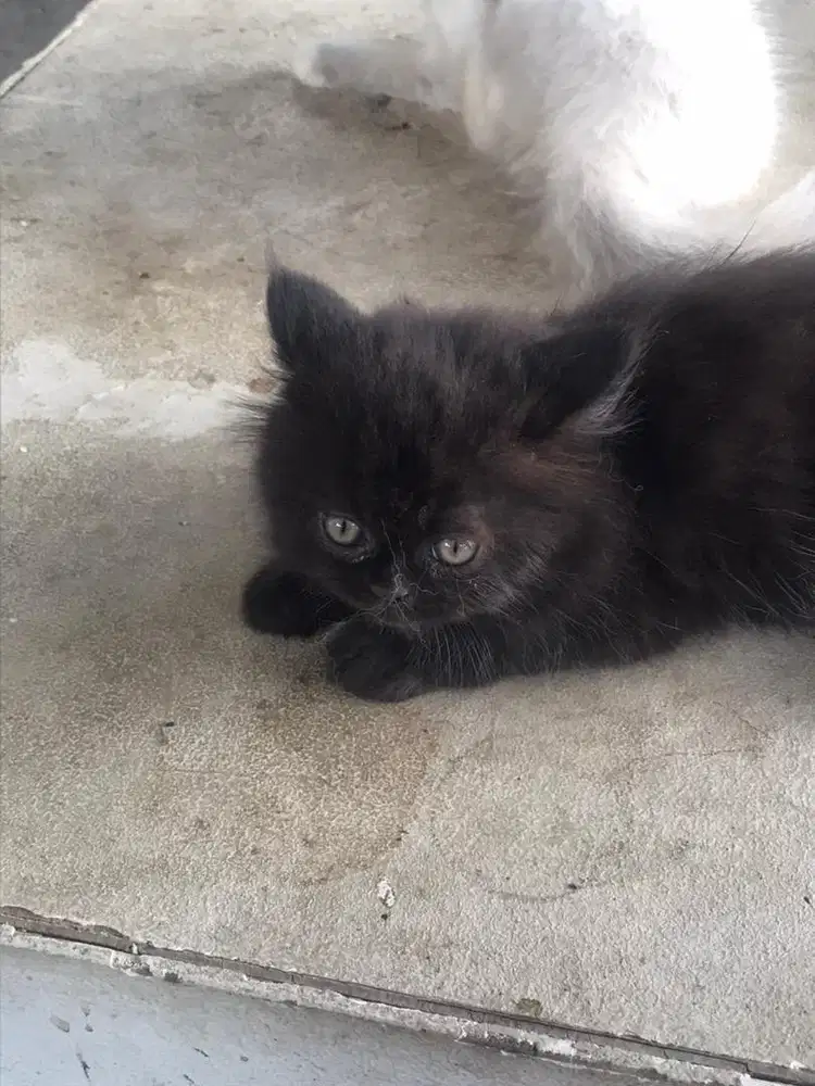Kitten keturunan persia