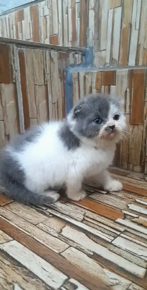 Kitten scottish fold