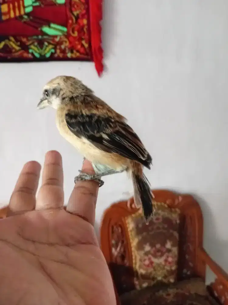 Pentet trotol lolohan