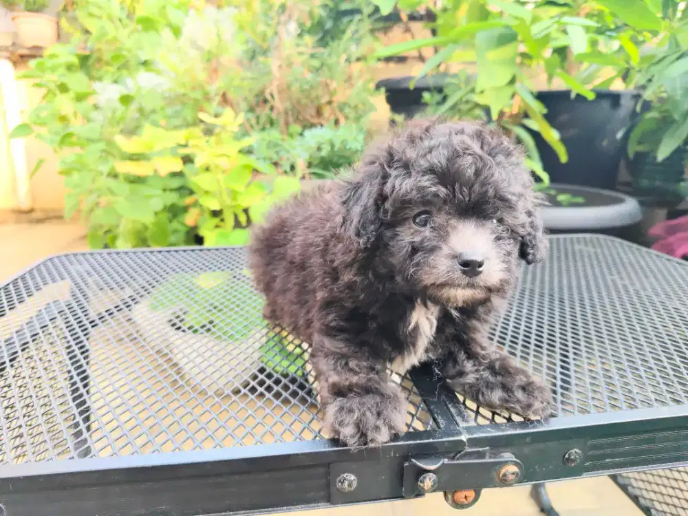 POODLE GREY MURAH