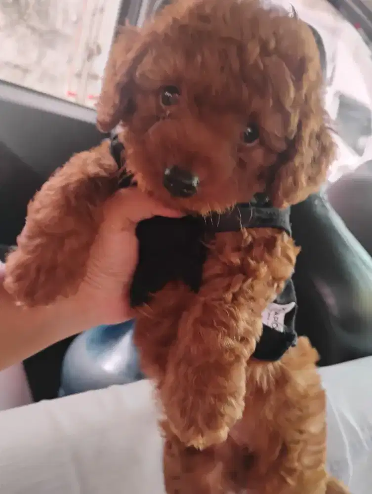 Anjing Poodle Red jantan 1 bulanan lucu
