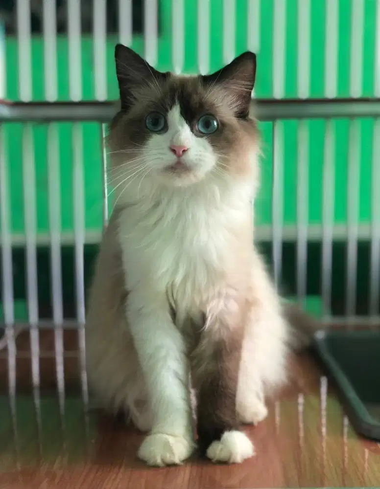 Kucing ragdoll bicolor