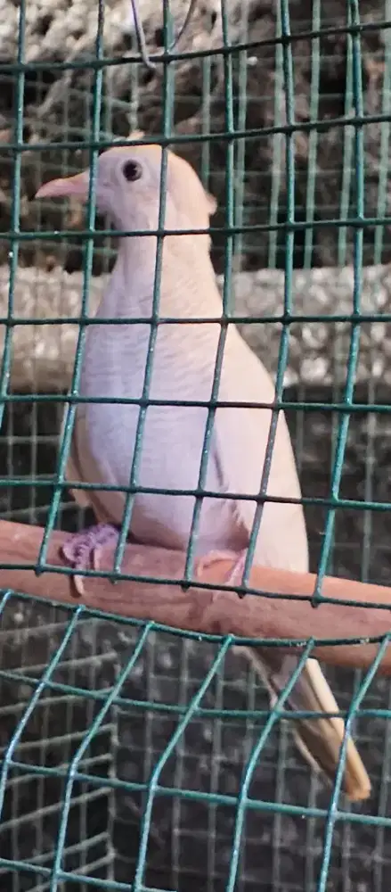 Perkutut putih kalung tepung mojo