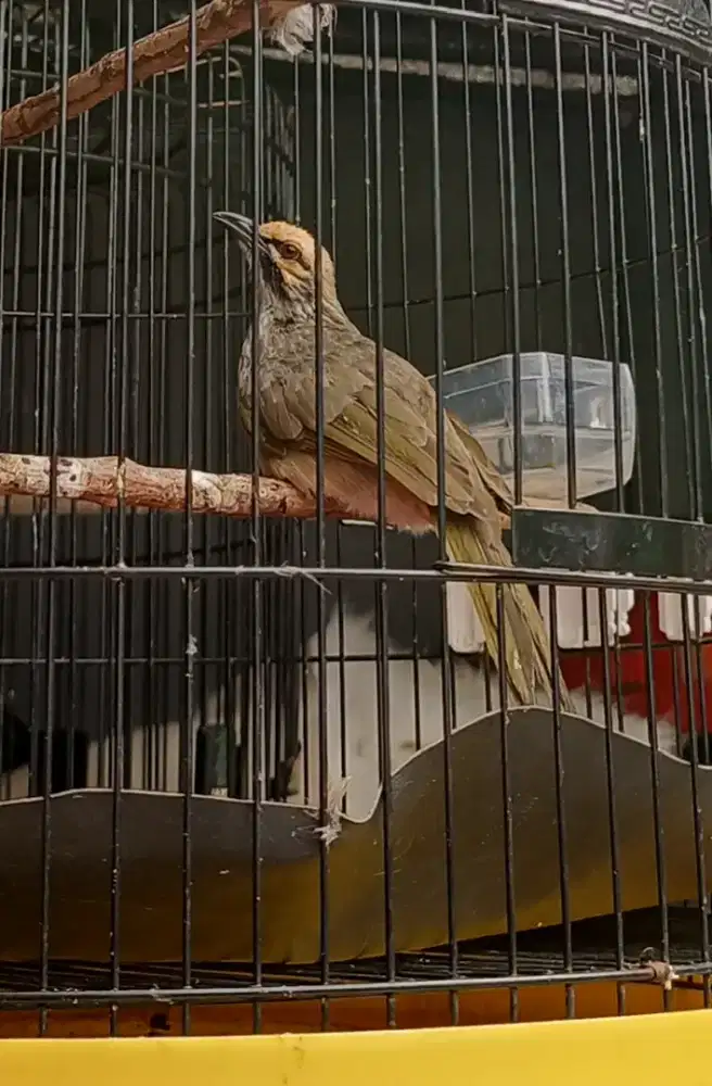 Burung Cucakrawa/Cucakrowo Gacor Mulus Fullset