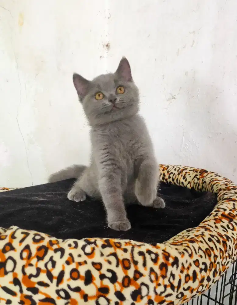 MunchkinBSH Blue Solid