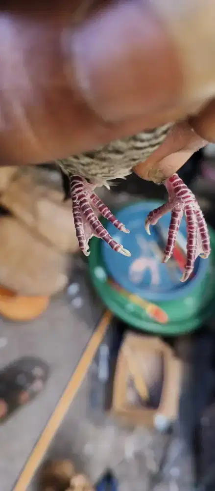 Perkutut kaki Bebek mojopahit