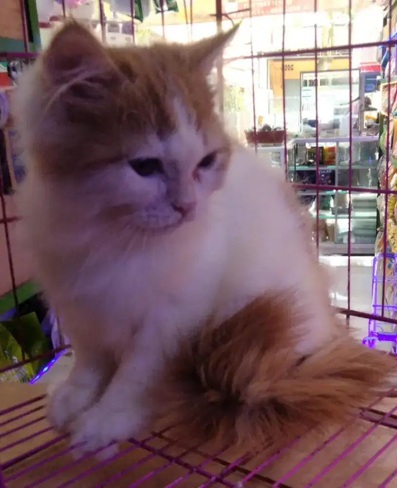 Kucing Persia x Flatnose