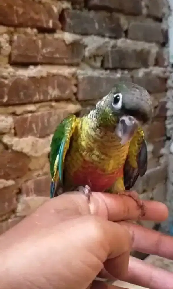 YSC jinak total skill trick