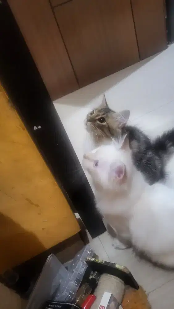 Kitten usia 4 bln medium long hair