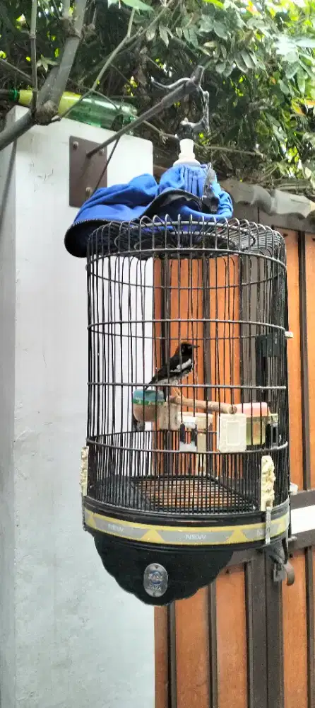 Anis kembang jantan pernah ngemplong