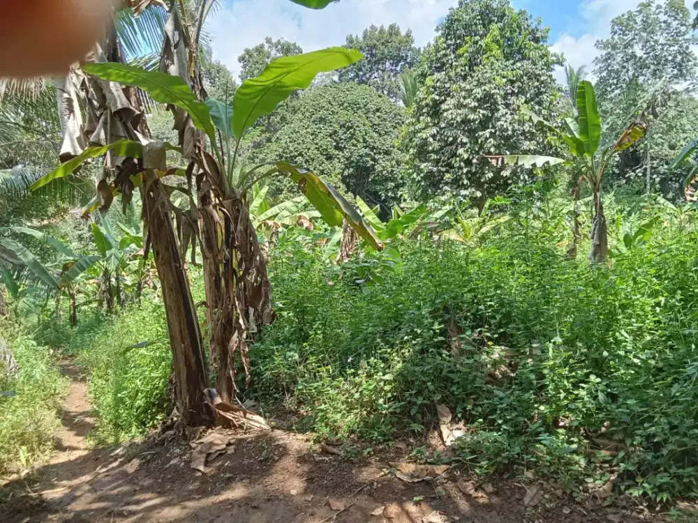 Dijual Tanah daerah Rajadattu Tasikmalaya