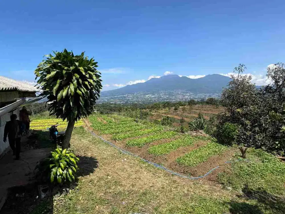 Kebun Durian Dan kebun Apukat Kota Batu