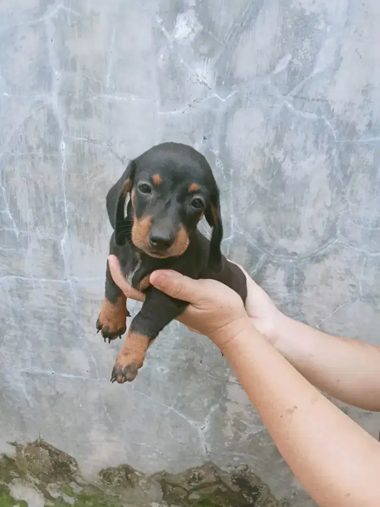 Anakan tekel 2 betina