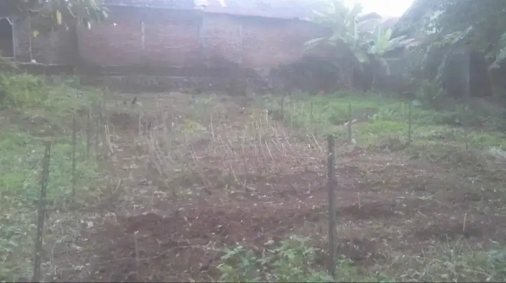 TANAH MURAH JANGLI JROBANG JATINGALEH BANYUMANIK