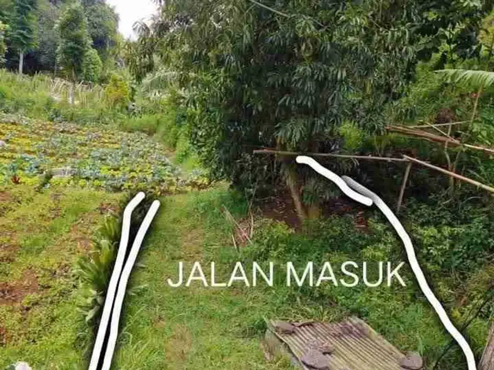 Tanah Lembang Bandung Bisa Utk Villa, Perkebunan