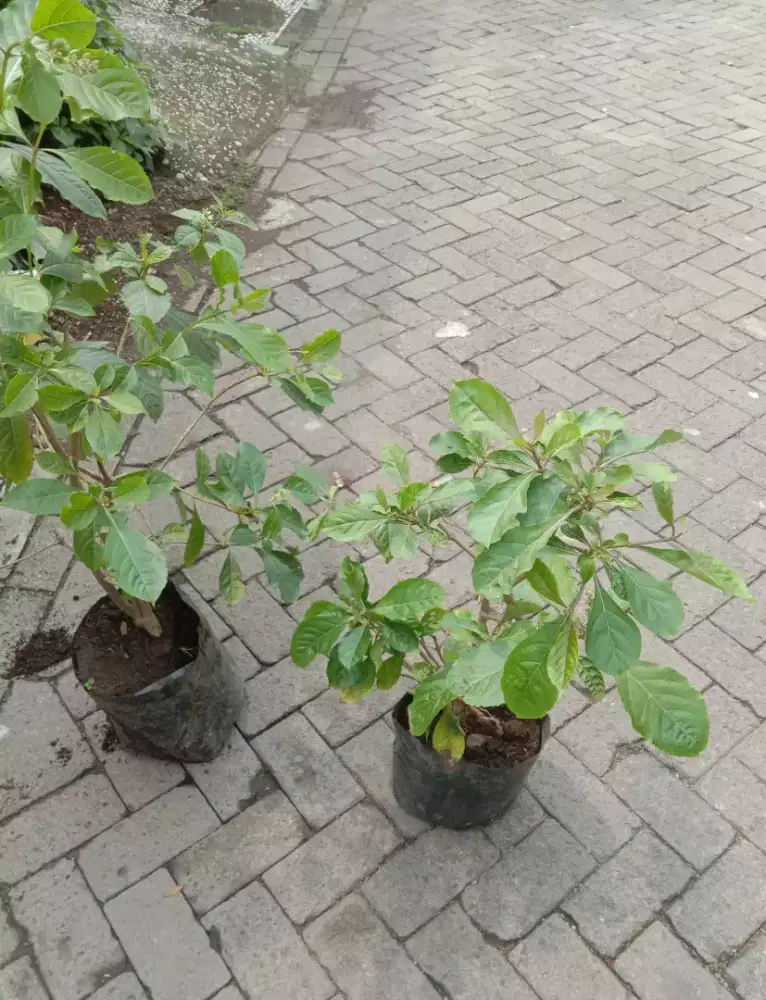 Tanaman Herbal Senggugu
