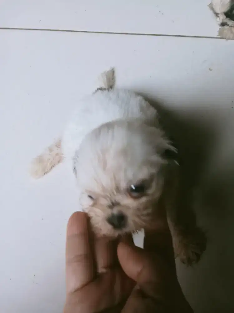 Cari tuan baru sepasang shitzu dan 1 ekor poodle jantan