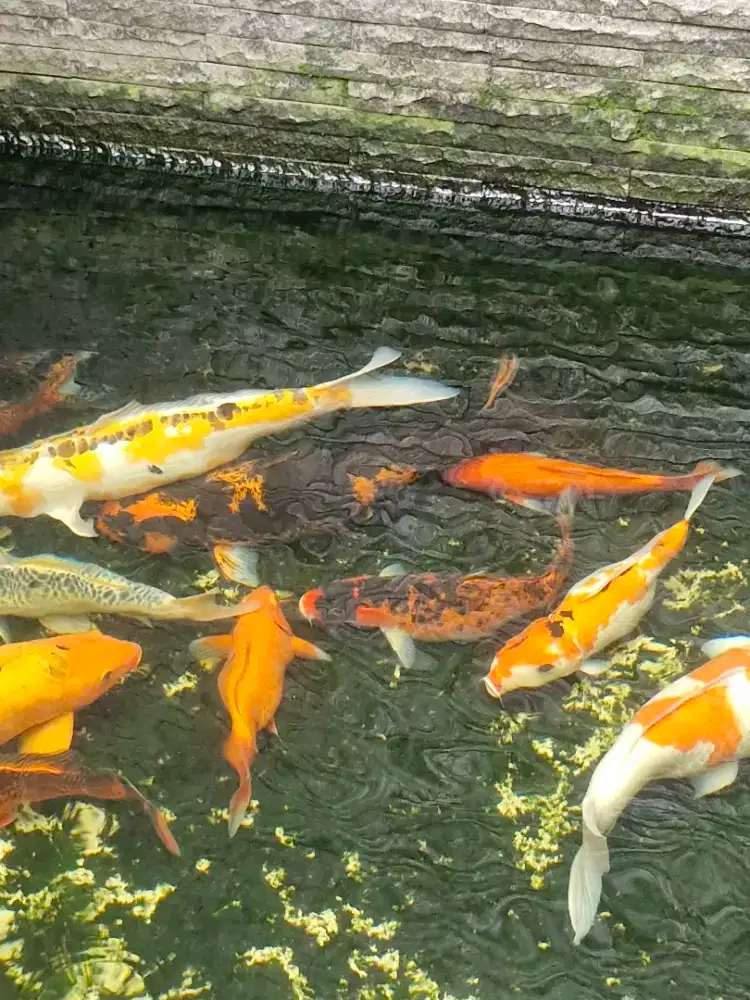 Ternak PakBro_Ikan Koi Berkwalitas