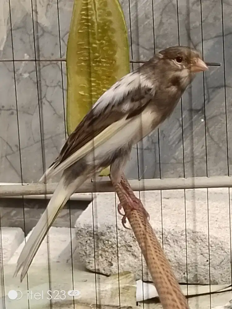 Rasmi x Sf panda simetris