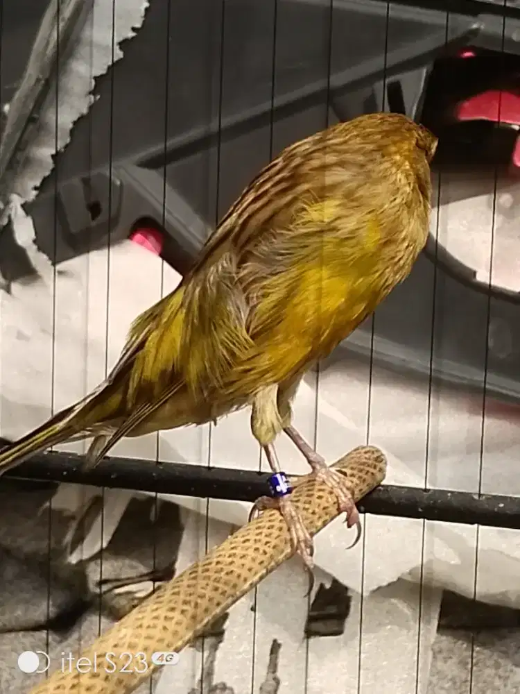 F1YS oversize postur siap tempel YSL