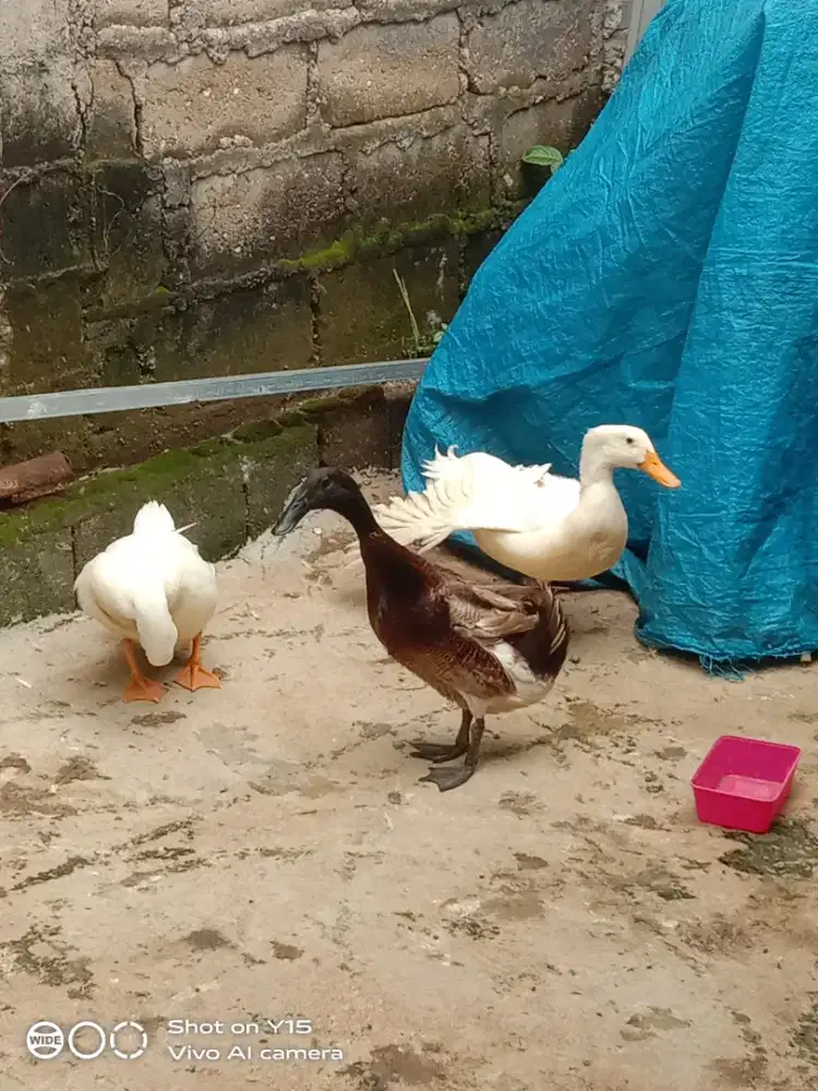 dijual bebek peliharaan ,,