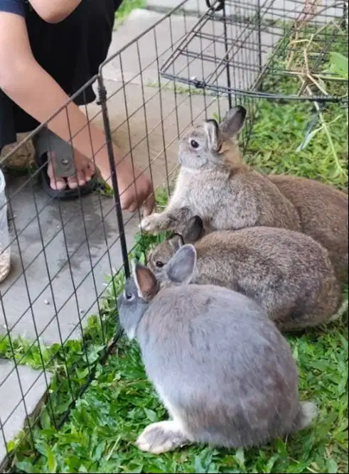 Kelinci ND (Nederland Dwarf)