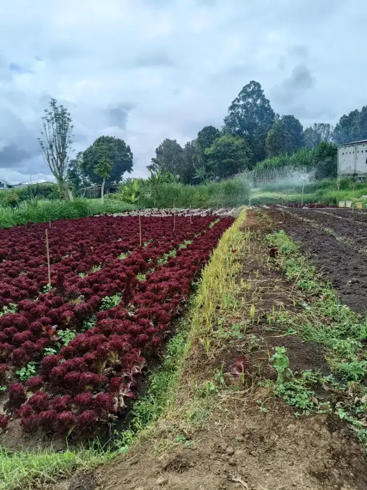BU nego sampai jadi tanah matang Cimahi Utara