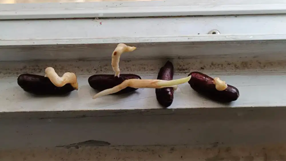 jual tanaman bibit pohon kurma sukari