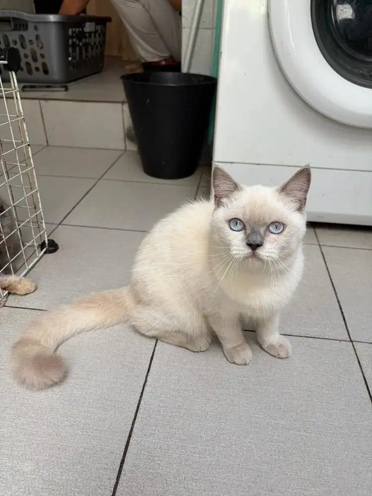 Himalayan Short Hair White Betina