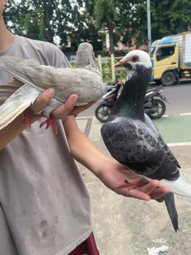 merpati ganteng belantong