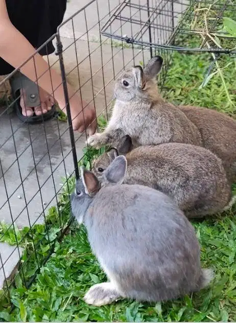 Kelinci ND Nederland Dwarf Jantan Betina Usia 4-11 bulan