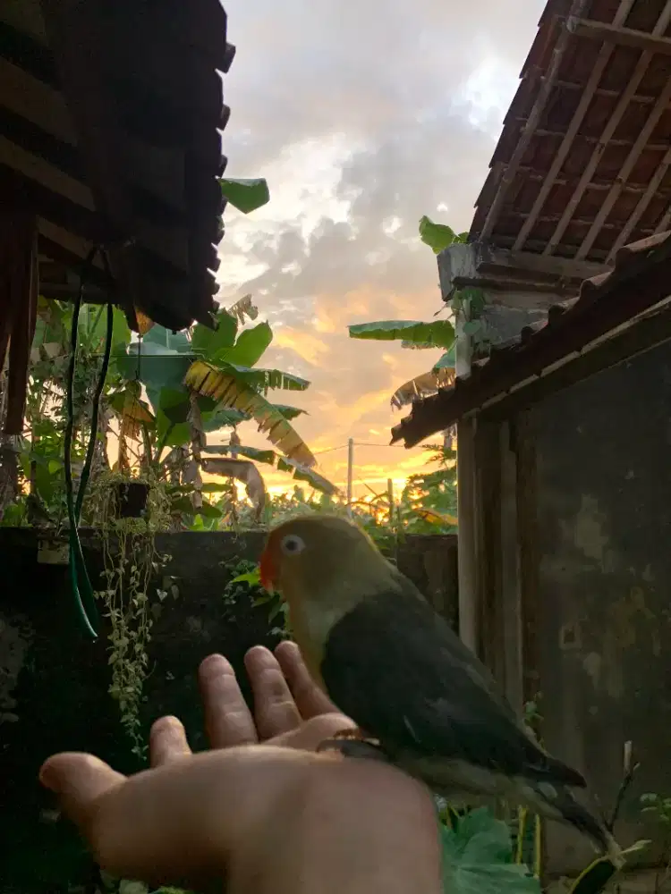 Lovebird jinak Betina