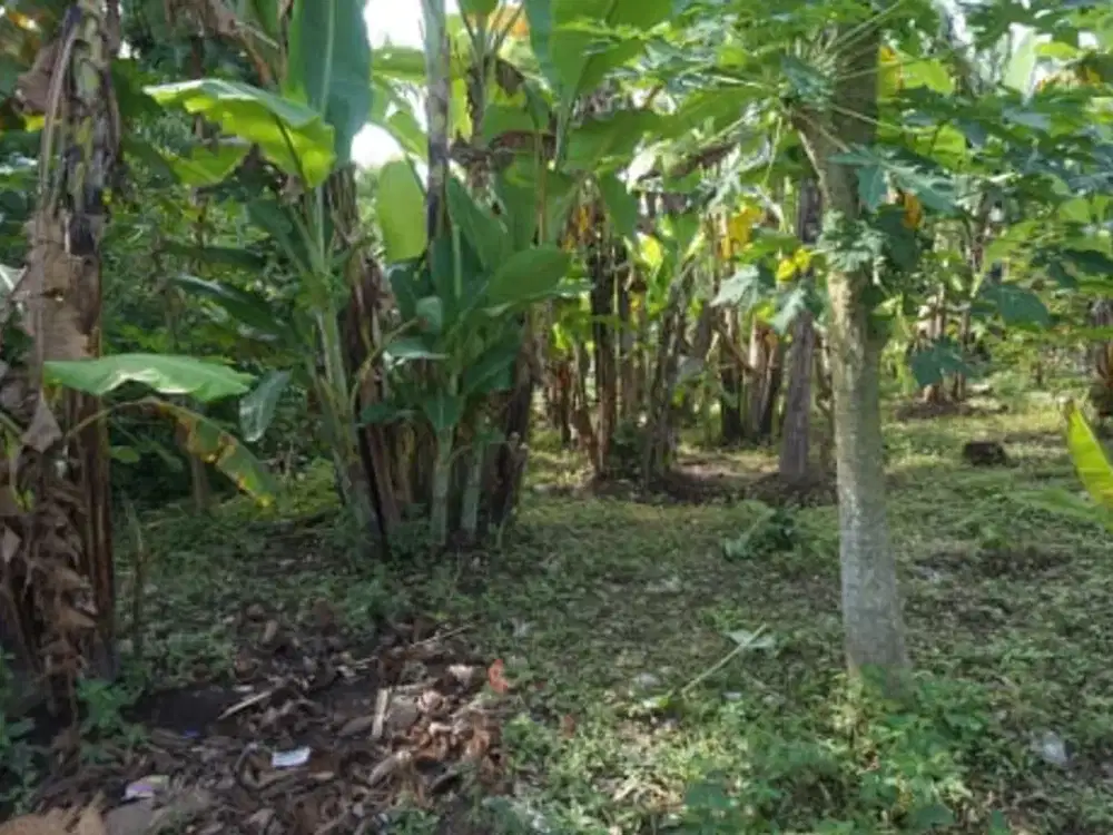 Dijual Tanah Di Area Tenang Dan Alami Landscape Sungai Dan Lembah Di Ubud