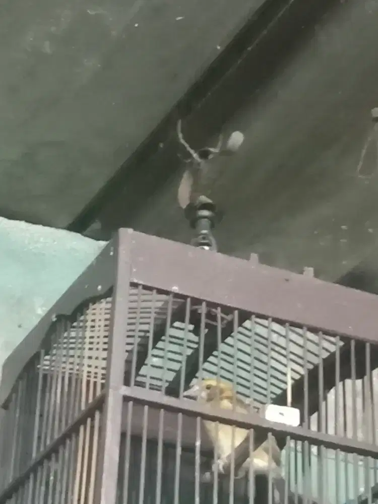 Burung Manyar pala mas