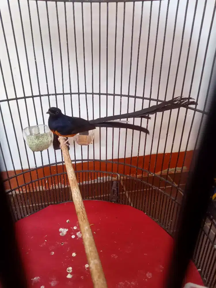 Murai Medan Ekor Panjang.