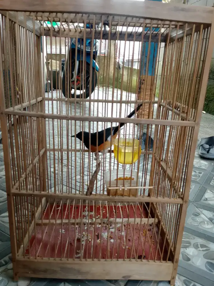 Murai betina siapan trah juara