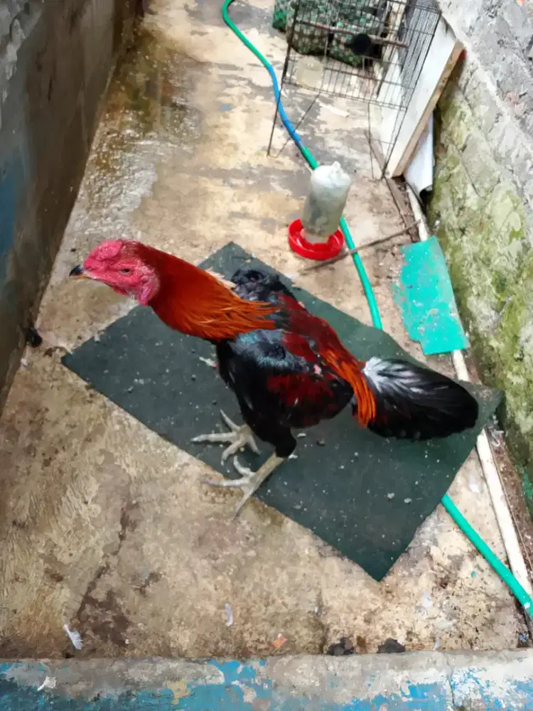 Ayam trah bangkok pakhoy mangon