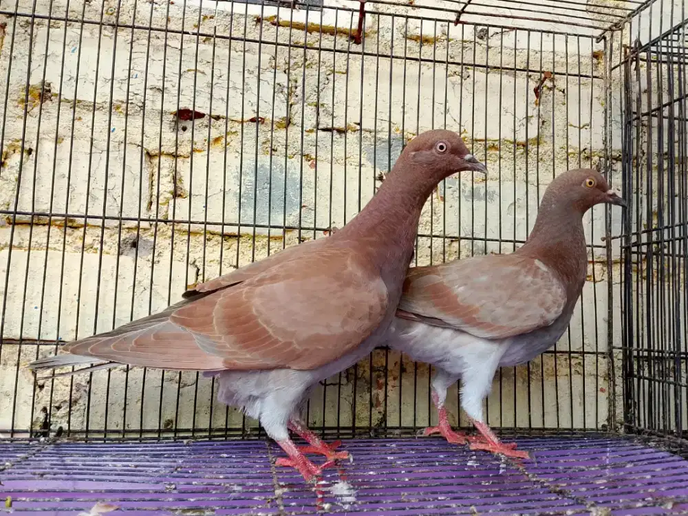 Piyikan merpati sepasang trah bagus