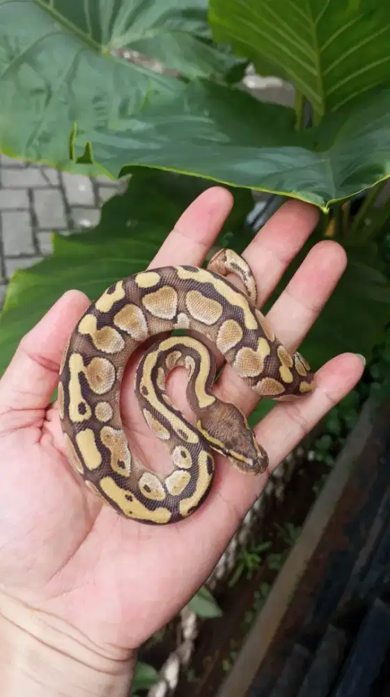 BP Pastel Warna Cerah